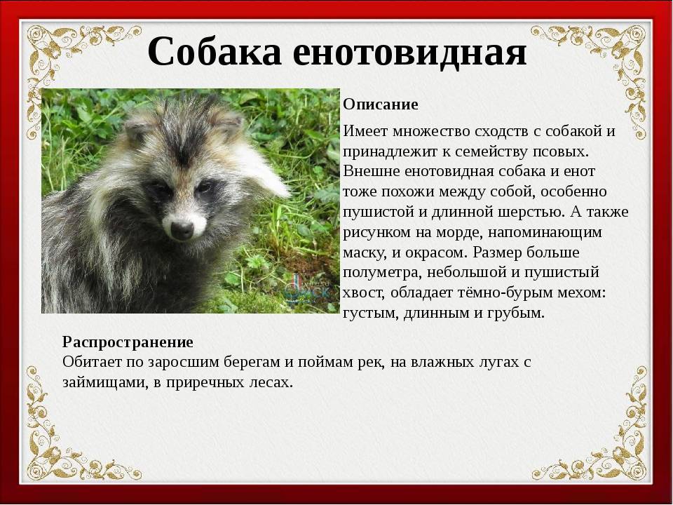 Енот описание и образ жизни