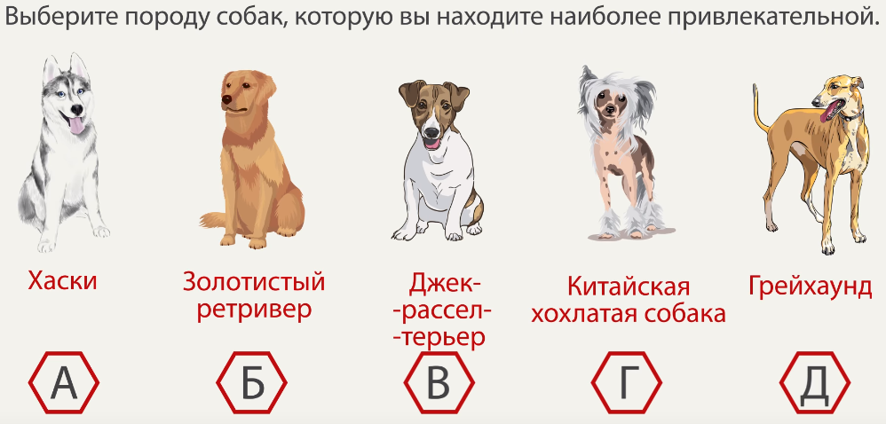 Как выбрать подходящую породу собак, учитывая знак зодиака будущего хозяина