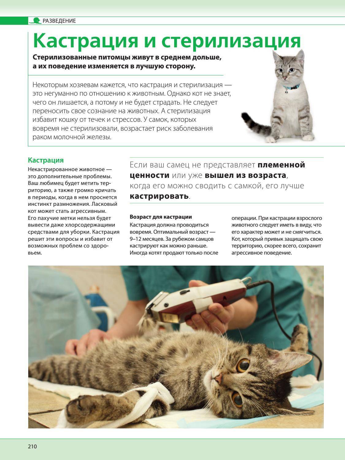 Последствия стерилизации кошек: положительные и негативные нюансы | ваши питомцы