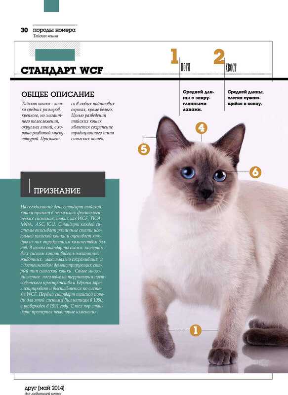 Тайская кошка: описание породы и характера, отзывы