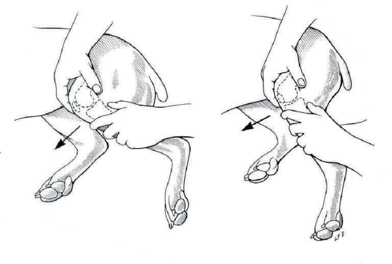 Как делать массаж коту