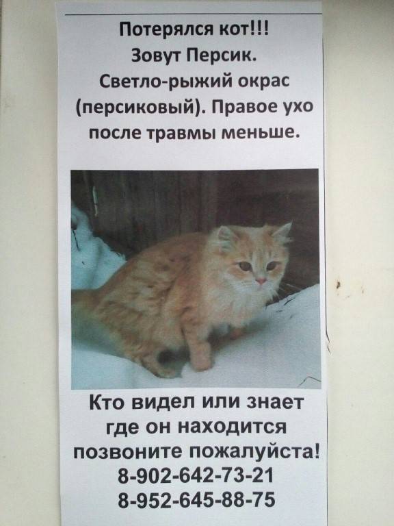 Как найти кошку или собаку, если они потерялись