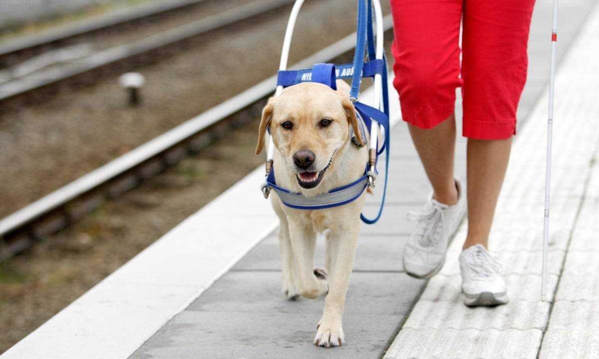 Собаки-поводыри: 5 самых подходящих пород, особенности обучения для работе со слепыми