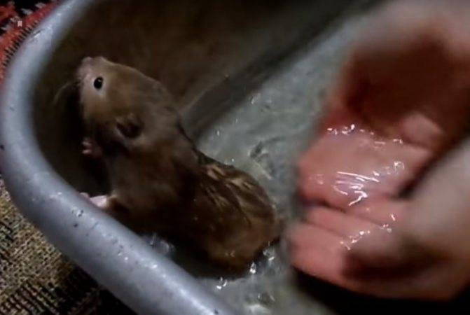 Можно ли купать сирийских хомяков в воде?