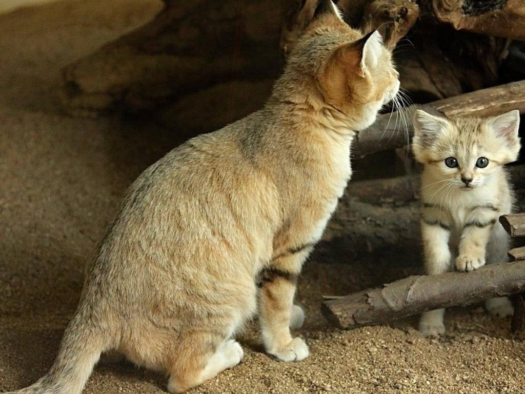 Барханный кот: место обитания, можно ли держать в домашних условиях