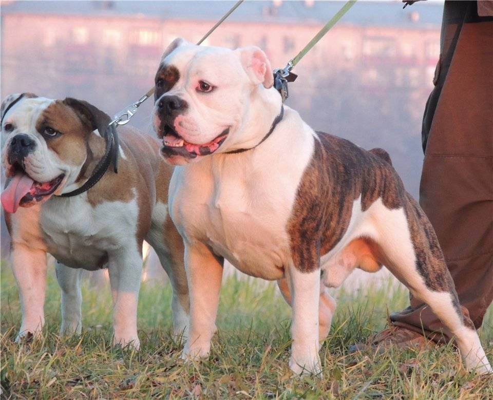 Староанглийский бульдог. все про породу собаки, фото и правила содержания . metro