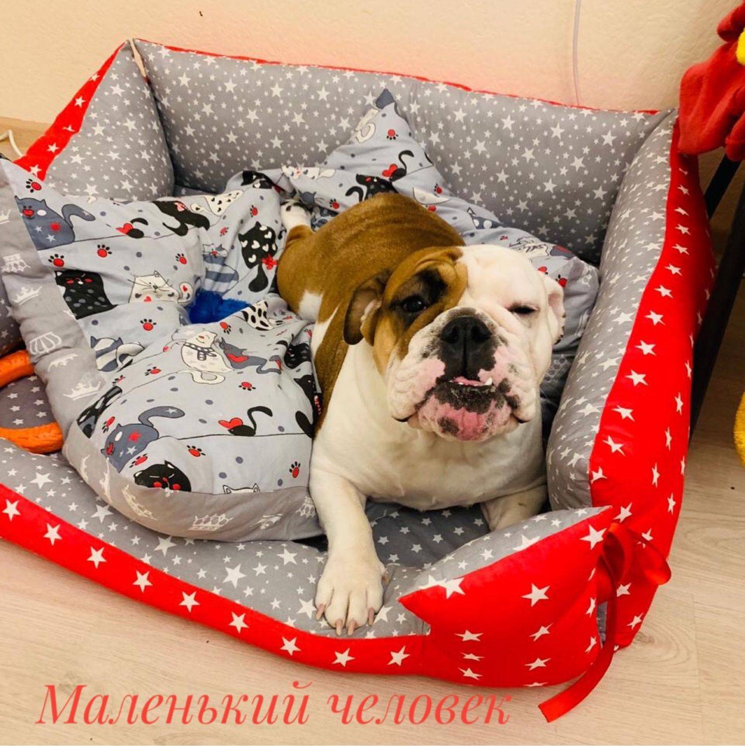 Рейтинг топ 15 диванов для собак и кошек, критерии выбора софы для больших, средних и маленьких пород, обзор характеристик от российских и зарубежных производителей