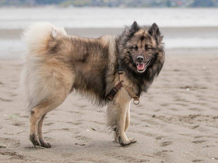 Евразиер (евразийская собака, ойразиер): описание породы с фото и видео