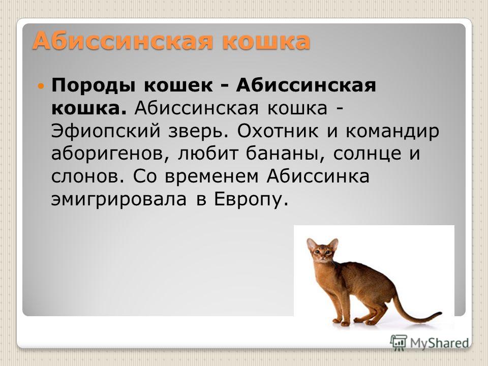 Абиссинская кошка: характер и поведение, плюсы и минусы породы, содержание и уход
