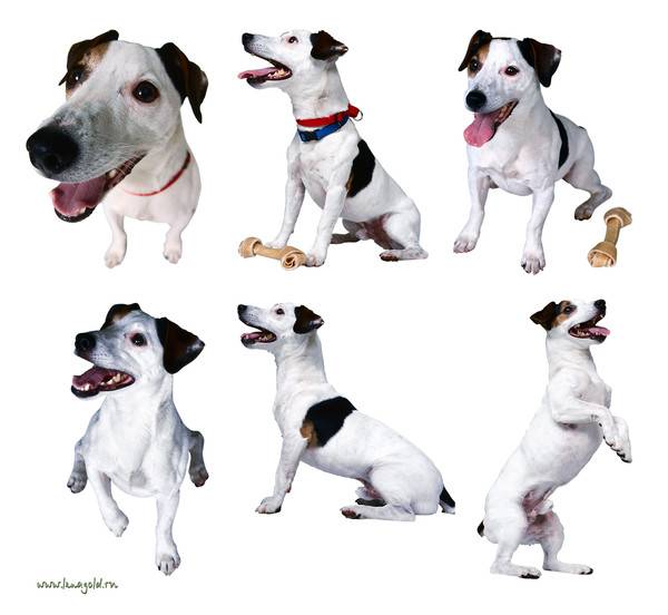 Джек-рассел терьер (125 фото): характер собаки, стандарты породы, чем кормить, внешний вид, повадки, интересные факты и особенности