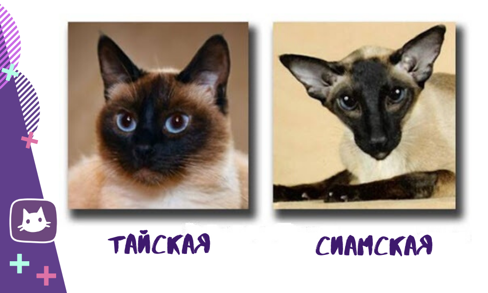 Отличия сиамских и тайских кошек по внешнему виду и характеру
