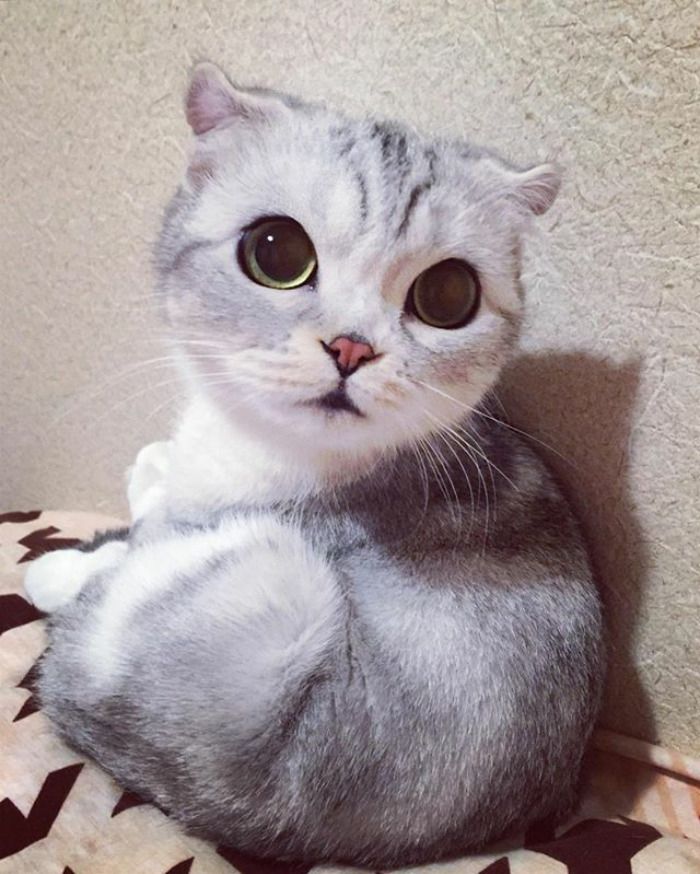 Обзор самых красивых пород котов с большими глазами: описание внешности