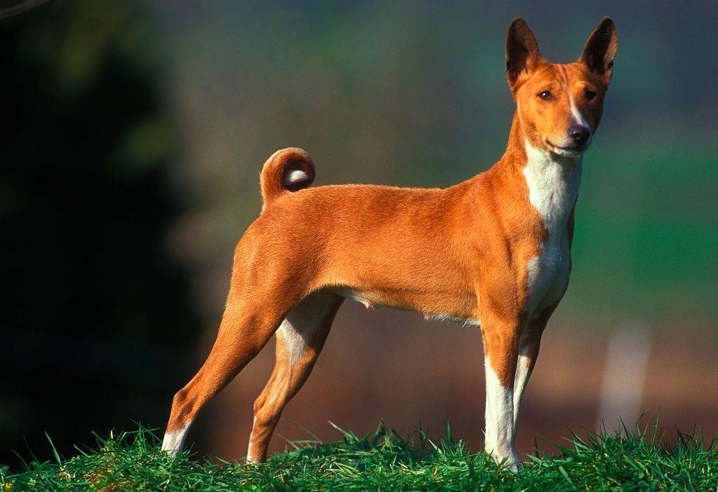 Порода собак, которая не лает: описание, характер, дрессировка :: syl.ru