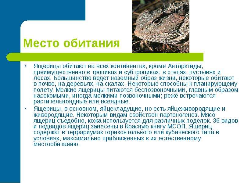 Кавказская агама. степная агама образ жизни и зимовка