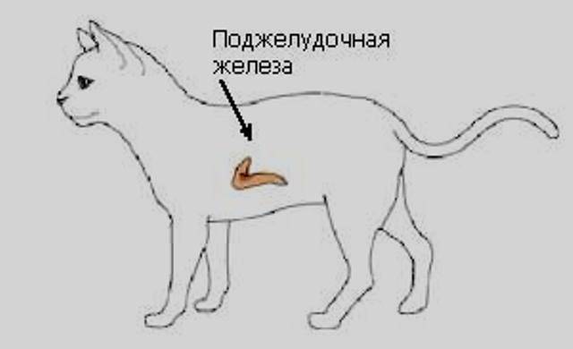 Панкреатит у кота схема лечения