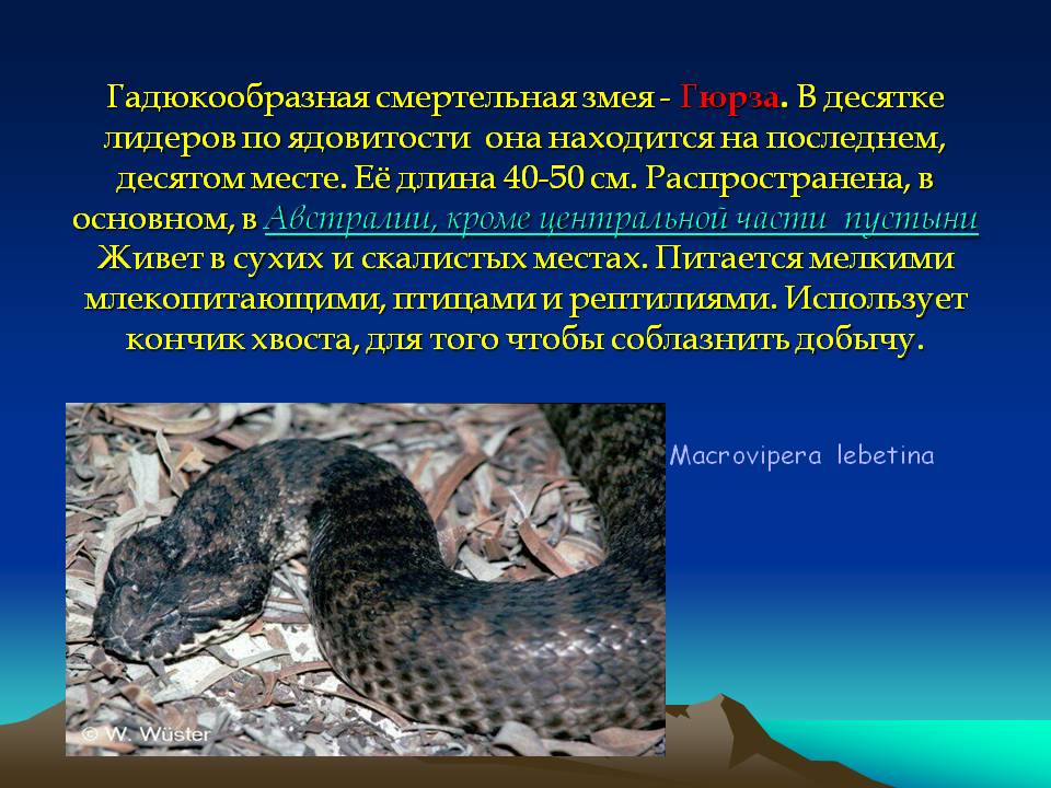 Змея гюрза — образ жизни, питание, размножение; яд гюрзы