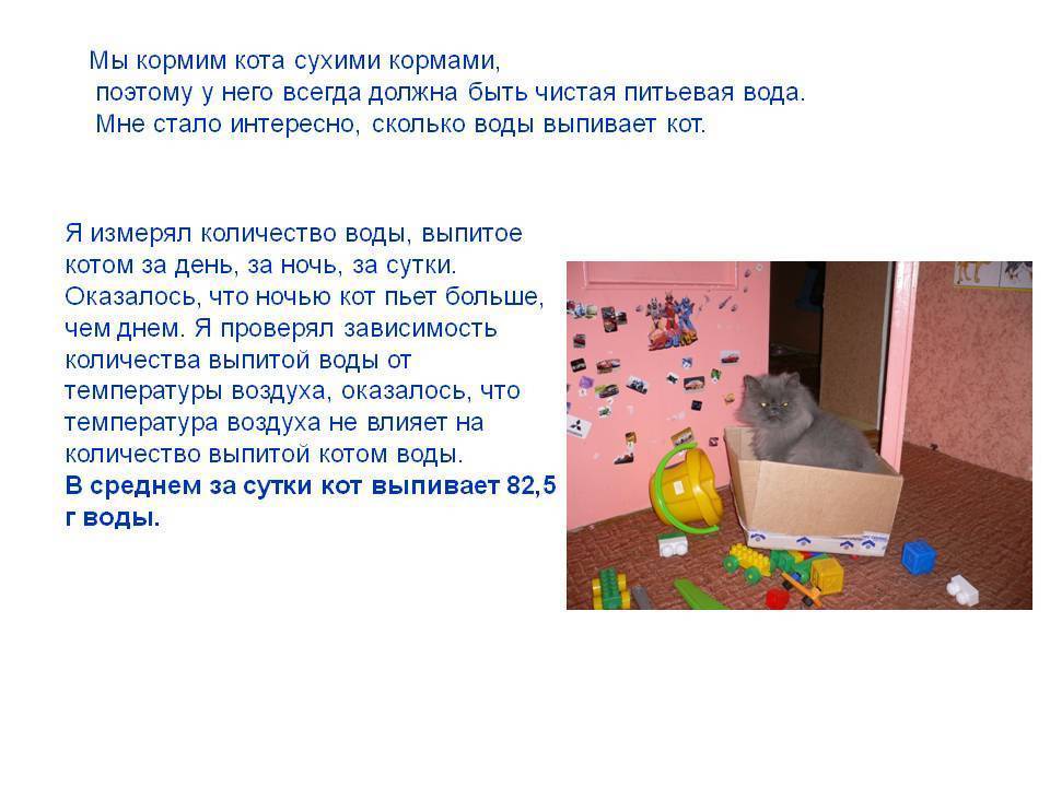 Сколько воды должна пить кошка в сутки: норма употребления жидкости, причины обильного питья или отказа от воды, какой водой поить кошку