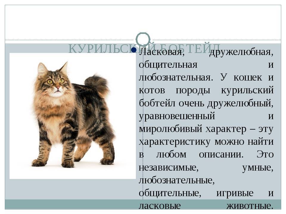Породы кошек без хвоста: бобтейлы и мэнксы