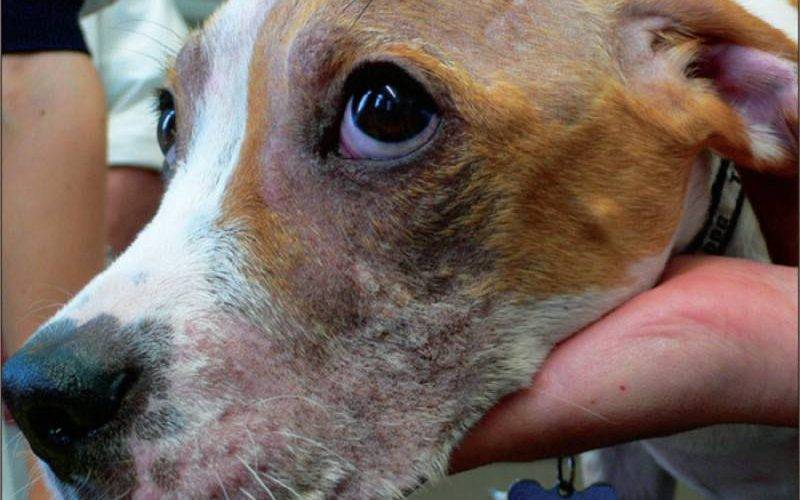Демодекоз у собак: причины, симптомы и лечение болезни