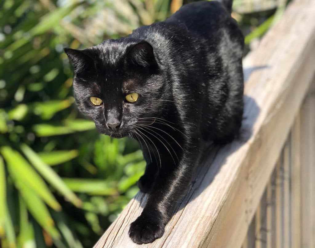 Бомбейская кошка: фото, описание, окрас, характер, стандарт породы
