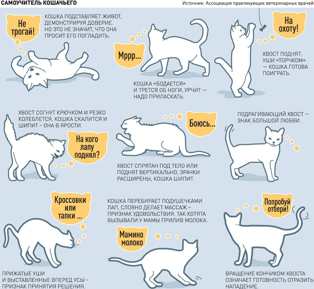 Как и где выбрать породистого котенка?