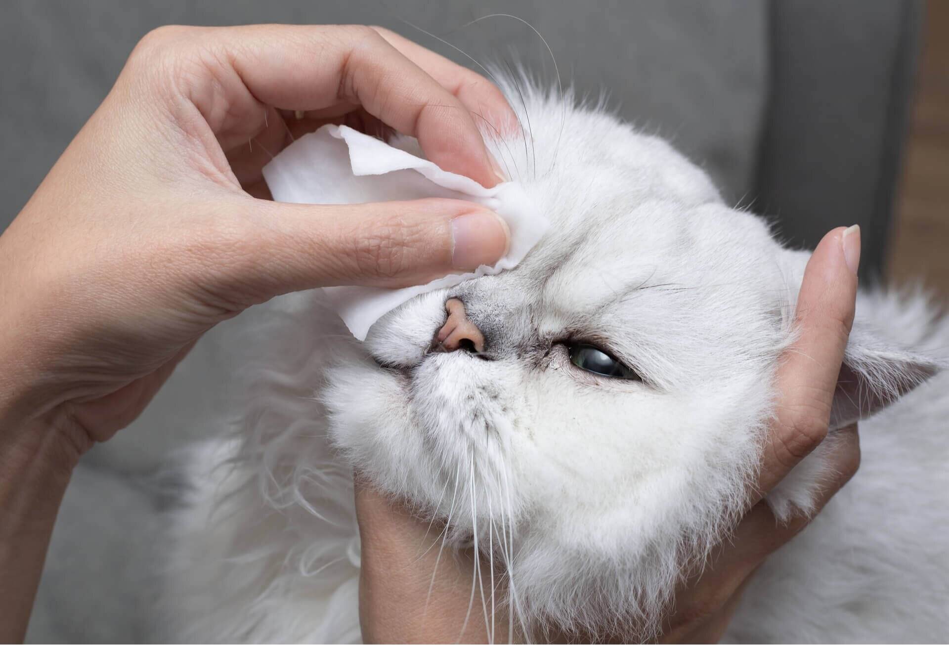 Порода кошек у которых слезятся глаза