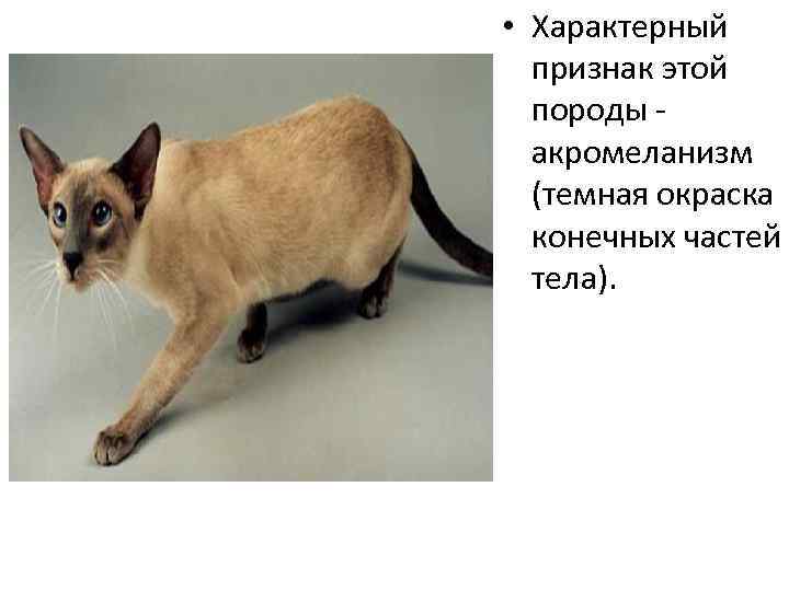 Фото и названия диких кошек и представителей домашних кошачьих пород с кисточками на ушах