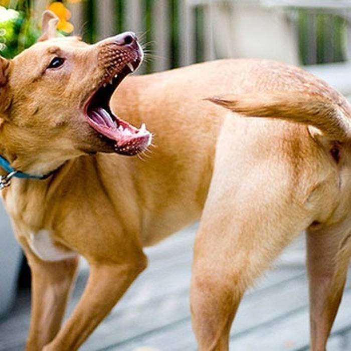 Причины поведения собаки, когда она бегает за своим хвостом