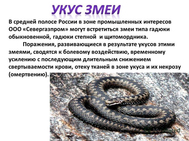 Укусы ядовитых змей, виды отравления змеиным ядом. что делать если укусила змея, первая помощь. :: polismed.com