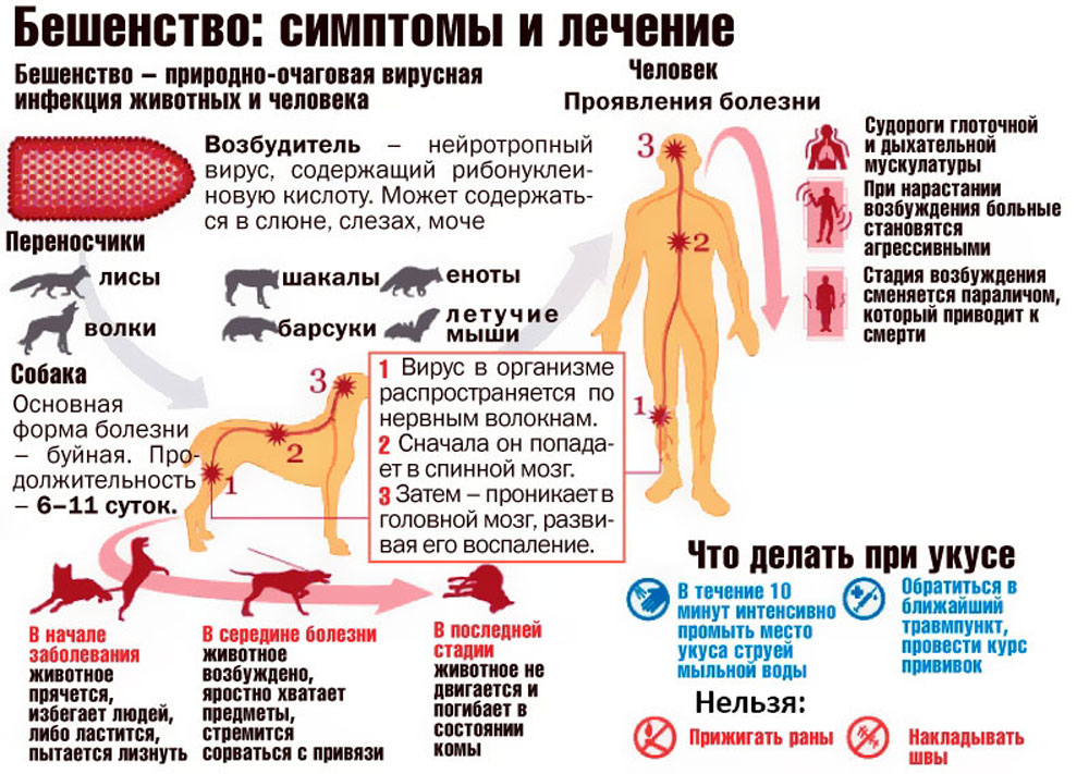 Бешенство у кошек: признаки и диагностика