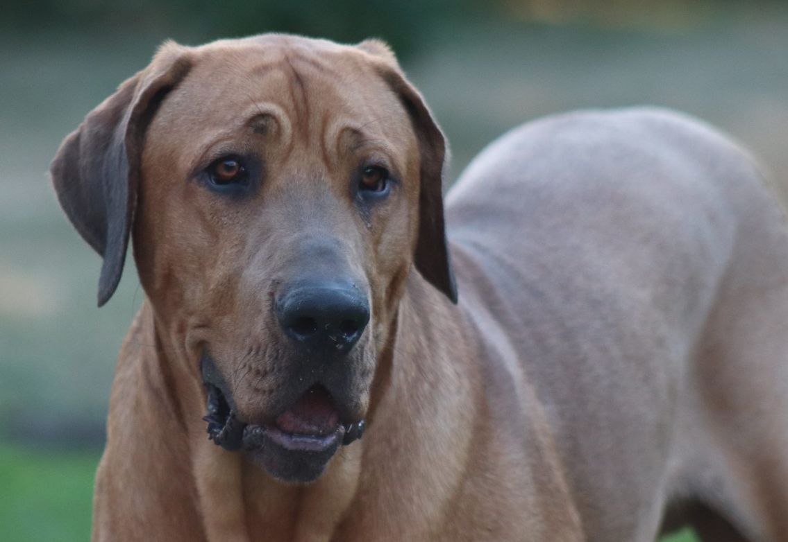 Danish broholmer dog breed information, images, characteristics, health