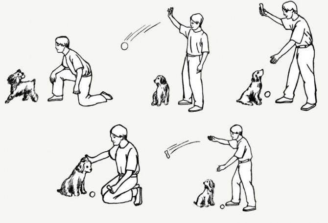 Как научить собаку интересным командам