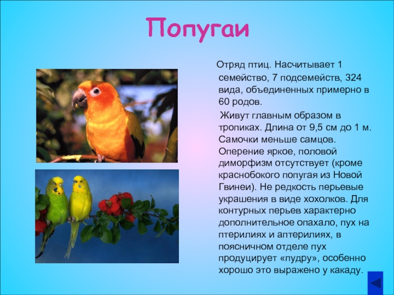 Попугай лори: особенности видов и правила содержания
