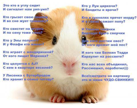 ᐉ как играть с морской свинкой: список развлечений в домашних условиях - zoopalitra-spb.ru