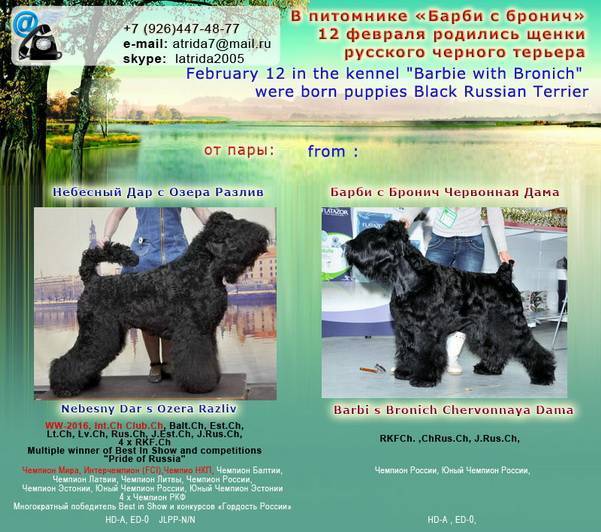 Русский черный терьер - фото, щенки, описание породы, видео