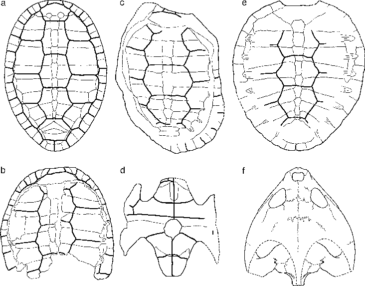 Строение скелета черепахи, особенности позвоночника и черепа