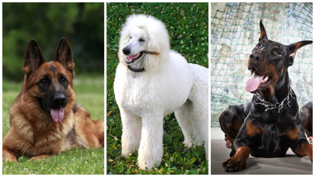 Самые умные породы собак: топ 10, рейтинг, в мире, с фото и названиями