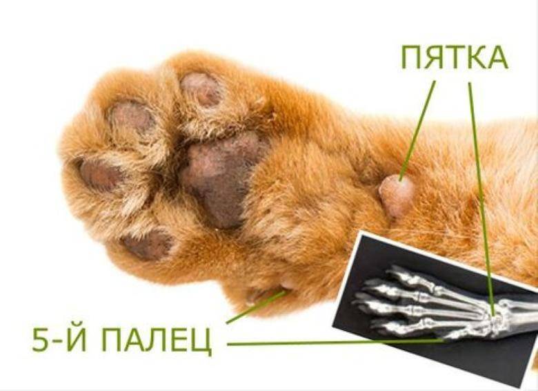 Сколько пальцев у кошки на задних и передних лапах