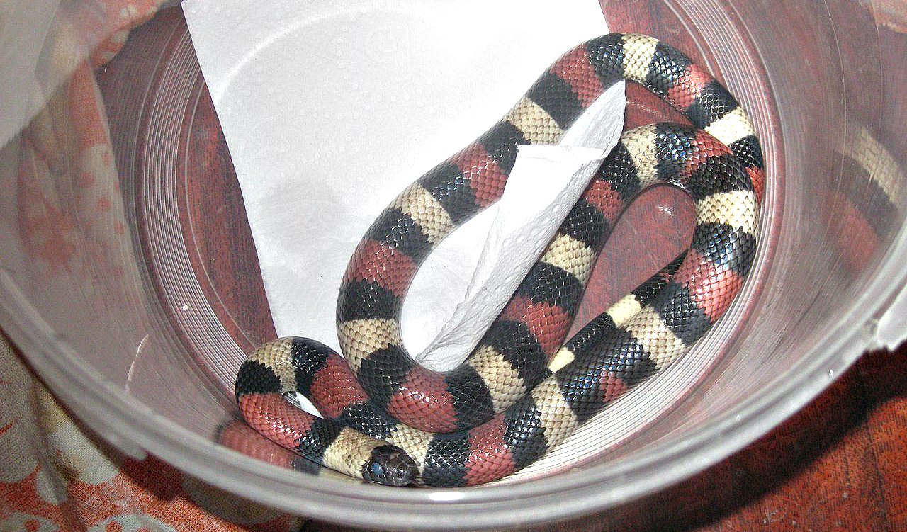 Молочная змея синалойская (lampropeltis triangulum sinaloae)