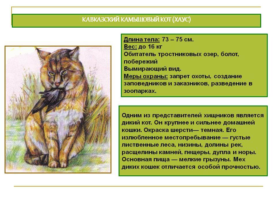 Камышовый кот — история происхождения породы, как выглядит на фото, где обитает и чем питается