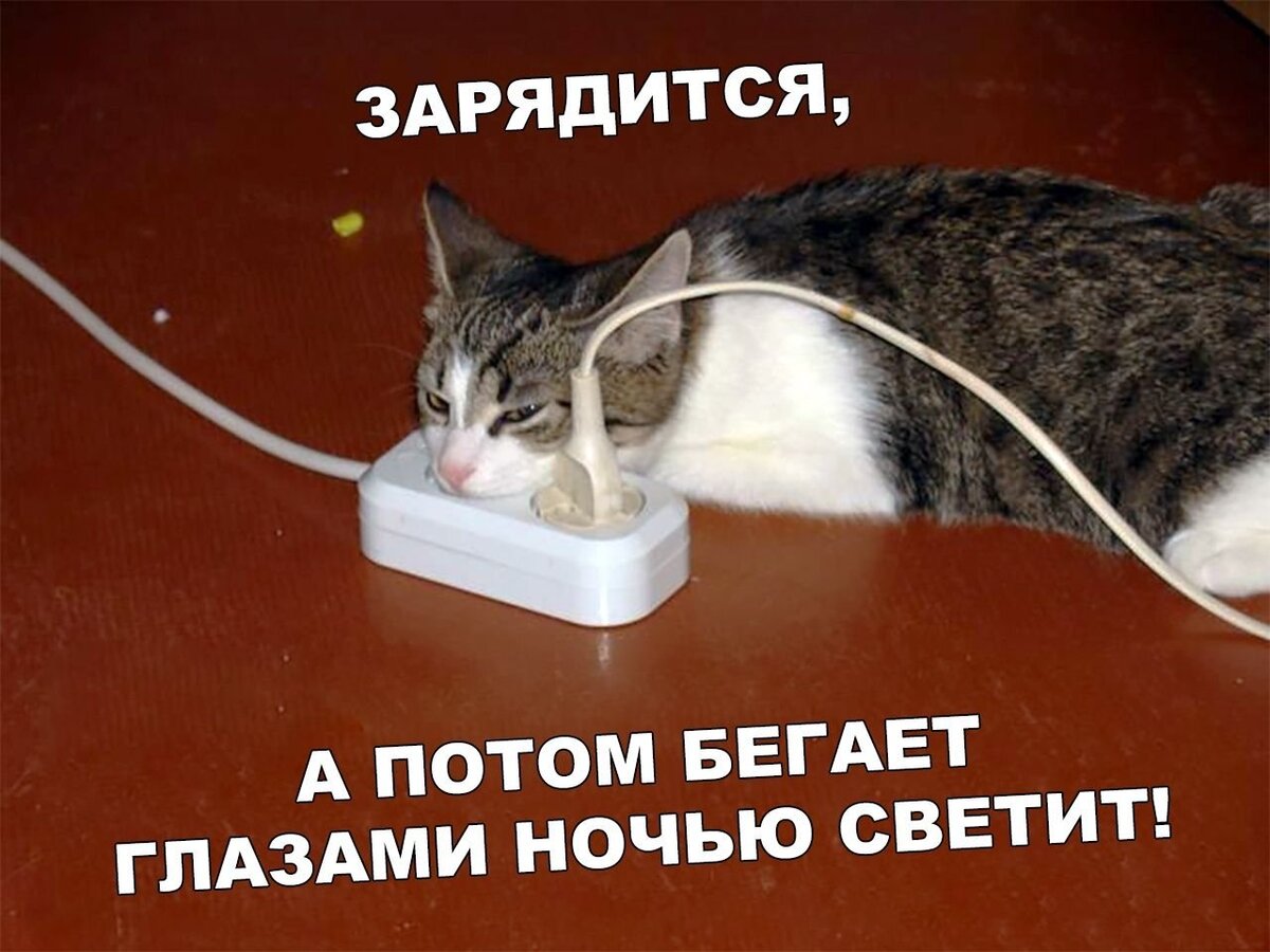 Что делать, если кот грызёт провода