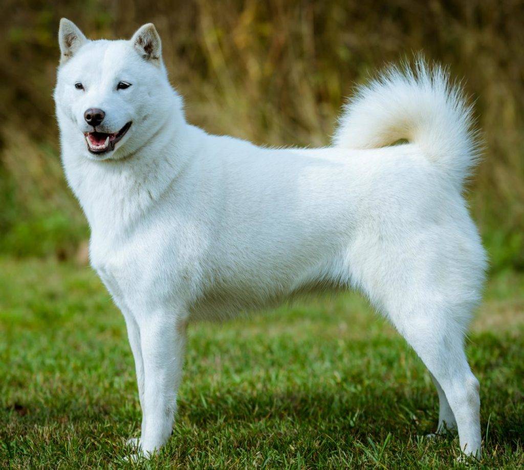 Как выглядят собаки хаккайдо: характеристика и внешний вид породы