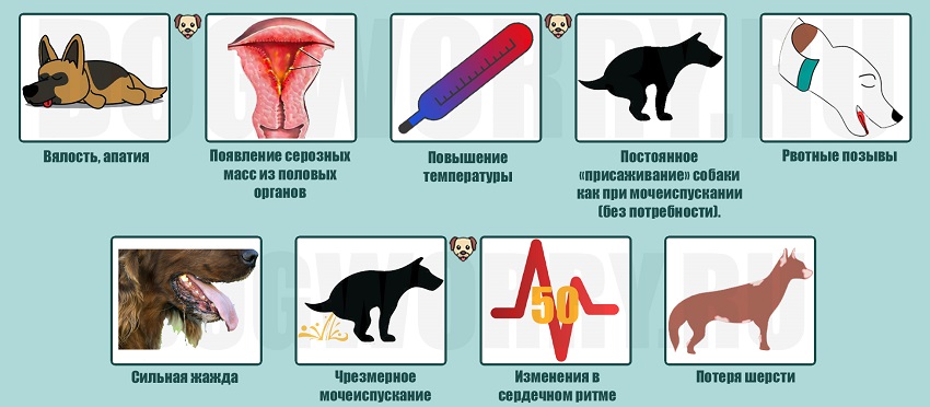 Пиометра у кошек - kotiko.ru