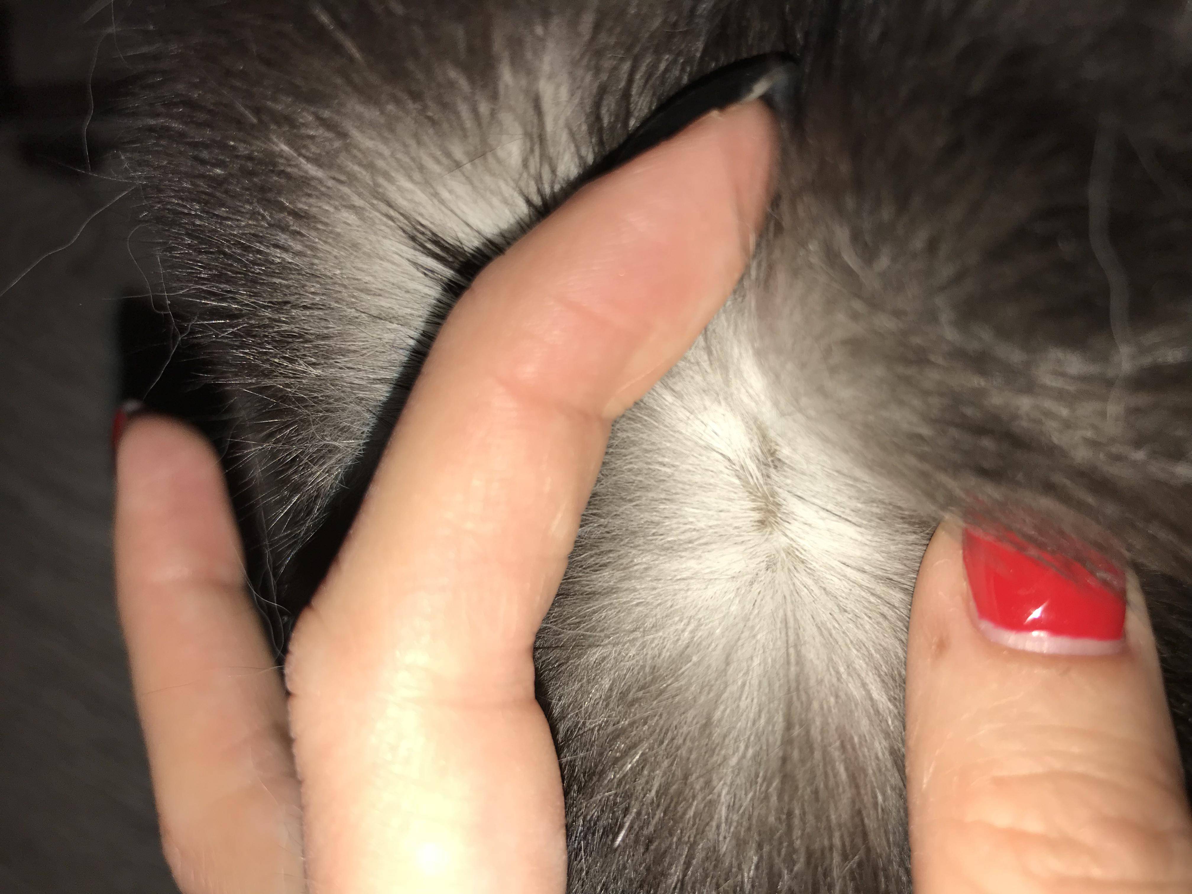 Болячки у кошки на шее