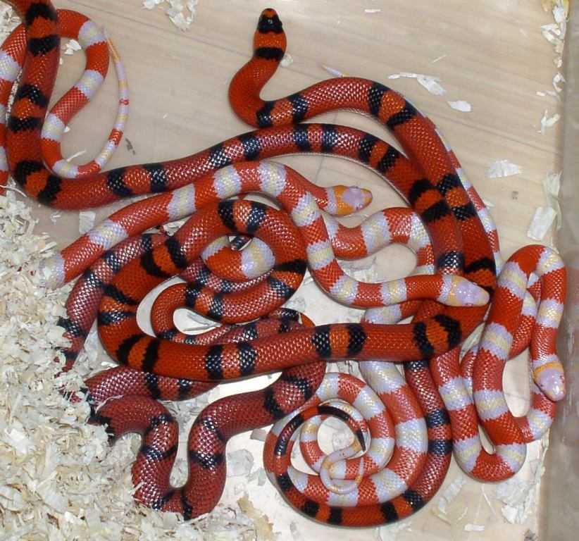 Описание, образ жизни и содержание молочной змеи в террариуме