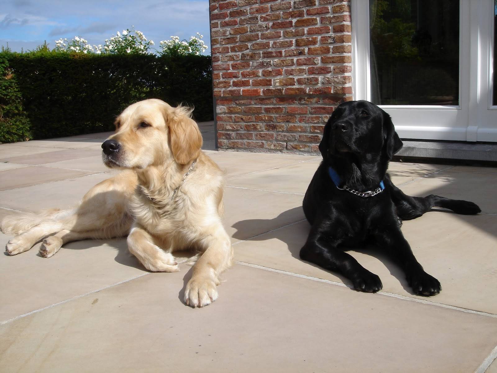 Золотистый лабрадор и ретривер - в чем отличие, сравнение пород и разница между собаками