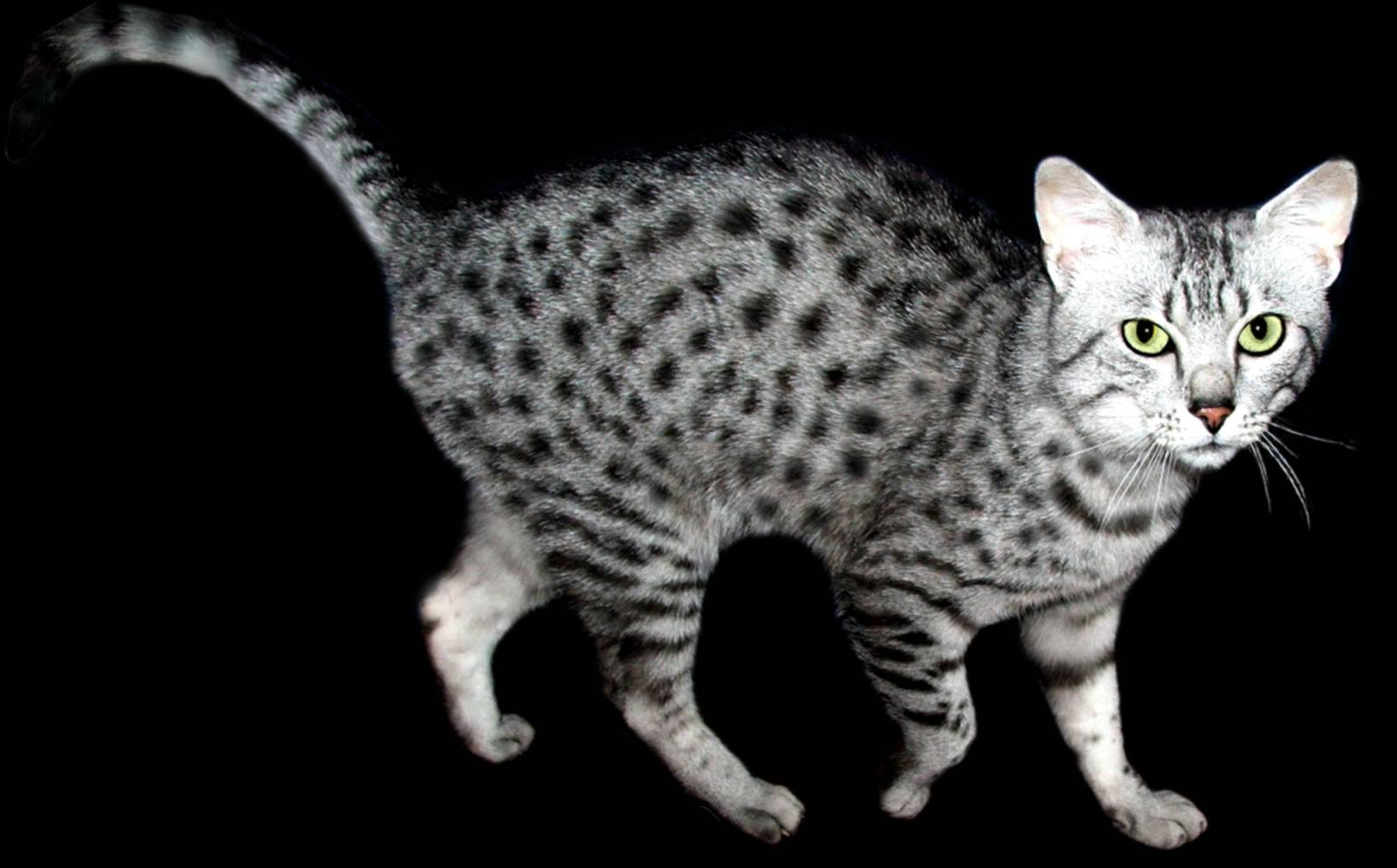 Порода кошек Египетская МАУ