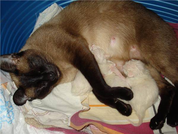 5 причин почему беременная кошка мяукает перед родами: что делать
