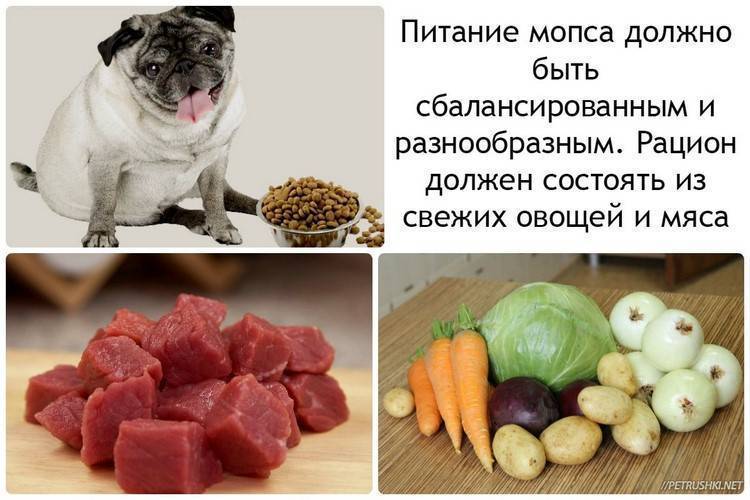 Основные сведения о фруктах и сухофруктах в рационе собаки: плюсы и минусы