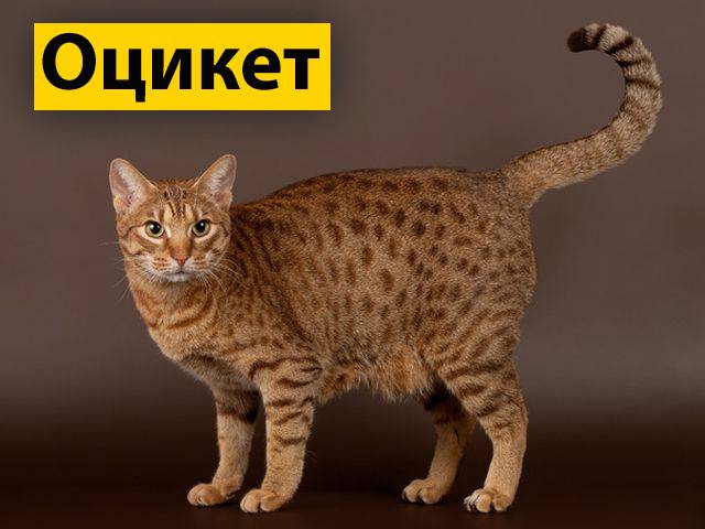 Кошка оцикет: описание породы, фото, характер кошки, советы по содержанию и уходу